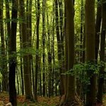 Drvo može biti prvo! Dođite na panel o inovativnom dizajnu u hrvatskoj drvnoj industriji