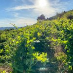 Start a wonderful summer with Meeting G2.8 - DiWine Summer!